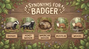 synonyms for badger